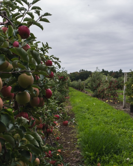 Favorite Fall Activity - apple picking in massachusetts, belkin family lookout farm